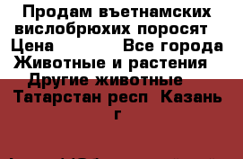 Продам въетнамских вислобрюхих поросят › Цена ­ 2 500 - Все города Животные и растения » Другие животные   . Татарстан респ.,Казань г.